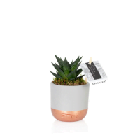 The Little Botanical Mini Succulent